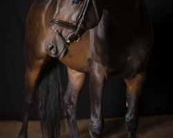 dressage horse Croix Belle (Hanoverian, 2013, from Contendro I)
