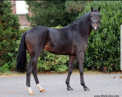 dressage horse Fabergé 15 (Westphalian, 2017, from Fürst von Soest)