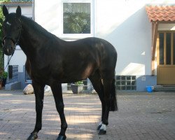 jumper Captain Jack Sparrow 19 (Hanoverian, 2006, from Conteur)
