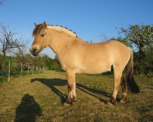 Pferd Robin (Fjordpferd, 1995, von Rex I-84)