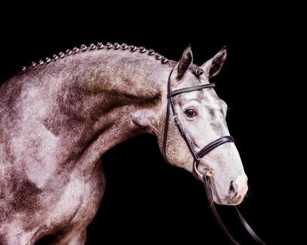 stallion Dia Pleasure (Hanoverian, 2014, from Diacontinus) stallion Dia Pleasure (Hanoverian, 2014, from Diacontinus)