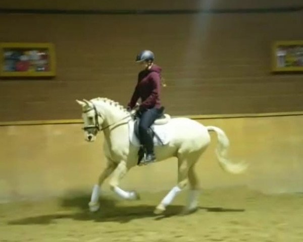 horse Mr. Marshmellow (German Riding Pony, 2014, from FS Mr. Right)