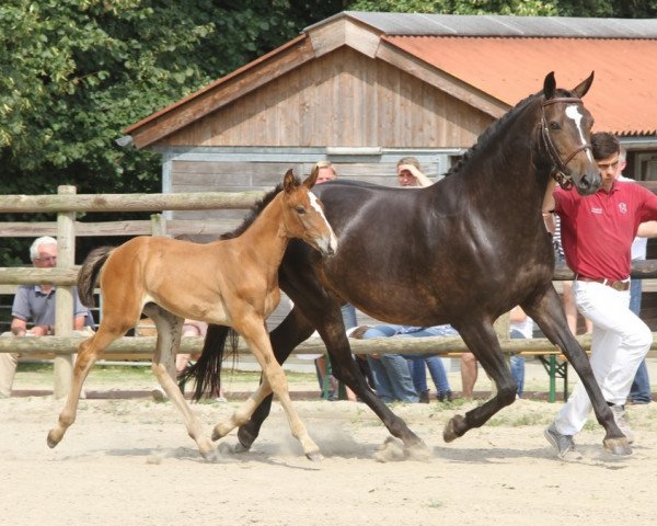 Zuchtstute Brasilia II (Holsteiner, 2009, von Singulord Joter)