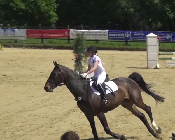 Reitturnier Kaarst - Reitanlage Bierewitz 2016