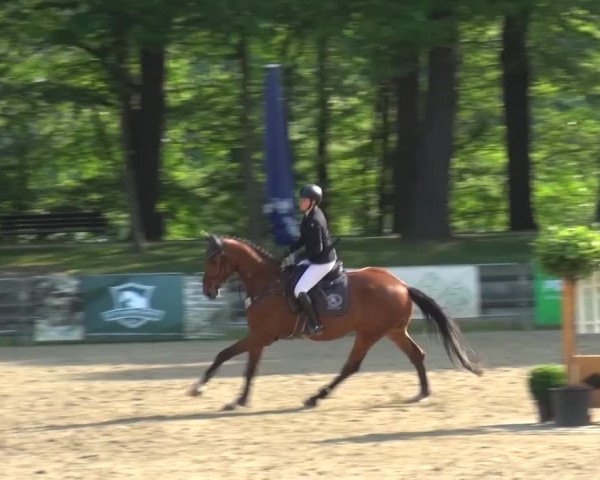 Reitturnier Mönchengladbach-Wickrath 2016
