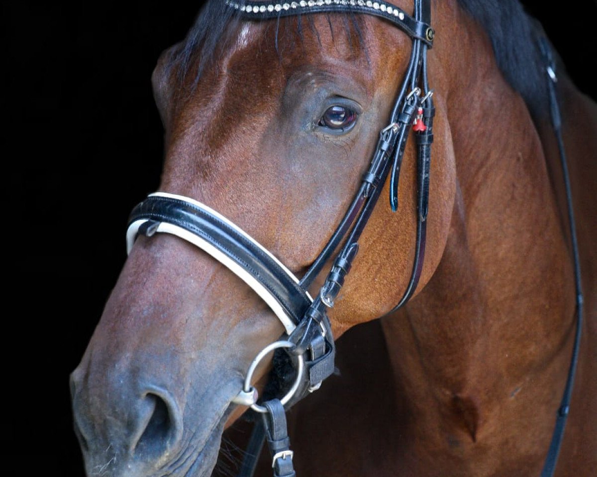 Dressurpferd Mr. Lord Sinclair (Deutsches Sportpferd, 2014, von E.H. Millennium)