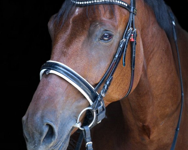 Dressurpferd Mr. Lord Sinclair (Deutsches Sportpferd, 2014, von E.H. Millennium)