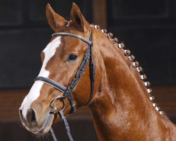 Deckhengst Granturo (Hannoveraner, 2005, von Graf Top)