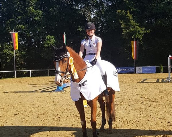 Springpferd Mira (Schwedisches Warmblut, 2008, von Favoritas xx)