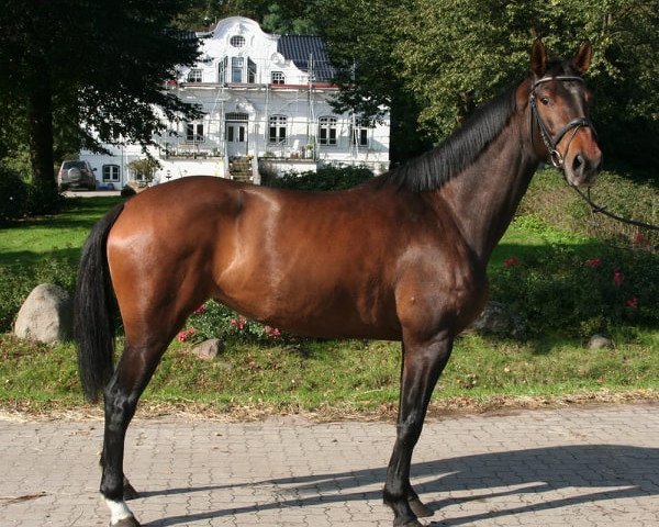 broodmare Gin Tonic 165 (Holsteiner, 2014, from Number One 28)