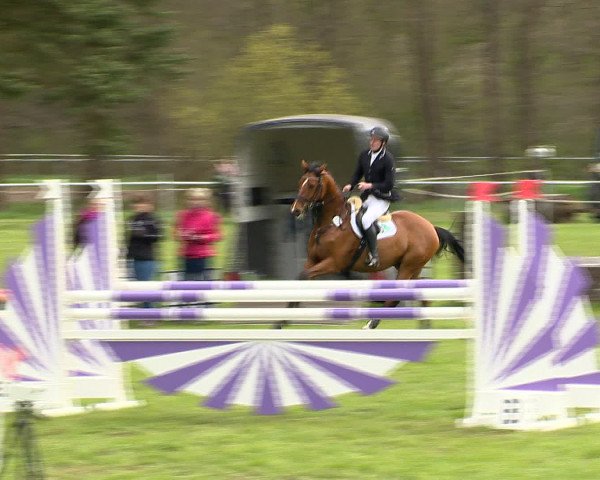 Springturnier Wildeshausen 2016