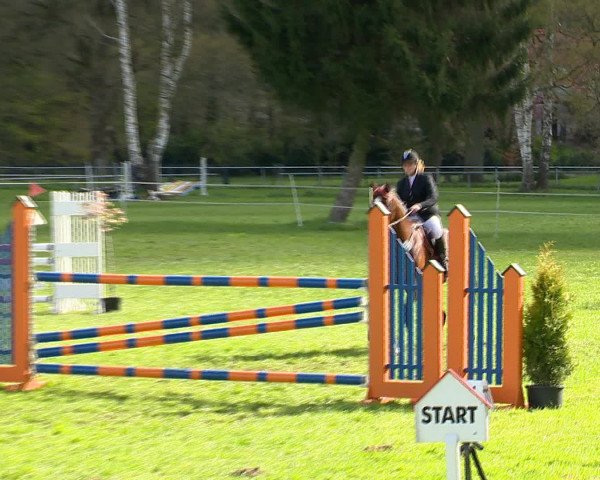 Springturnier Wildeshausen 2016