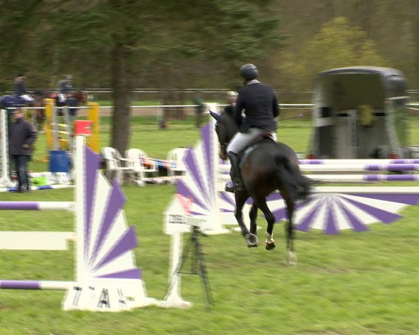 Springturnier Wildeshausen 2016