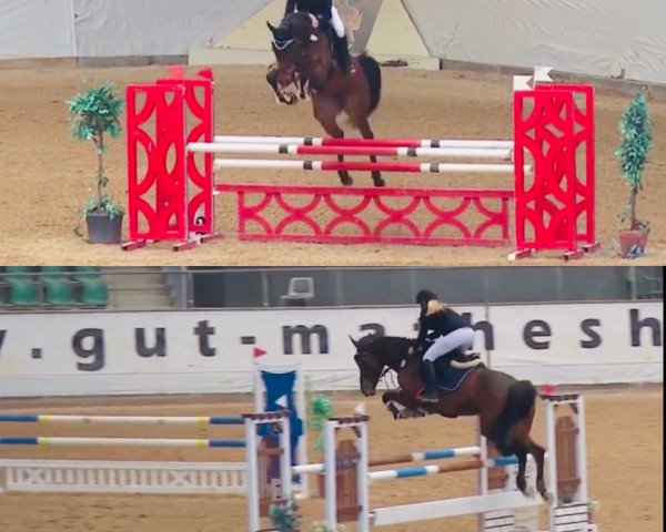 broodmare Cemary (Oldenburg, 2011, from Cellestial)