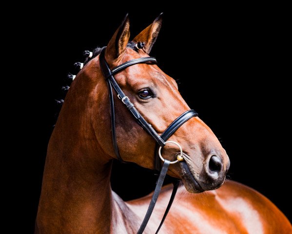 stallion Colugar - H (Hanoverian, 2013, from Codex One)