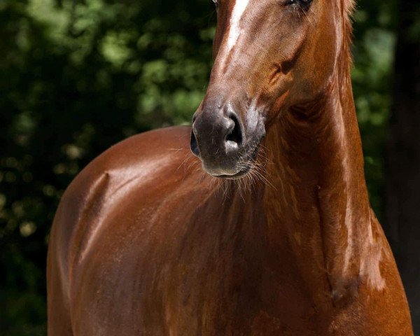 broodmare Donna Seraphina (Hanoverian, 2006, from Don Schufro)
