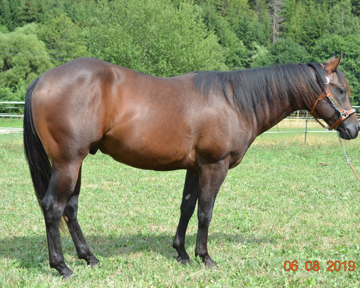 horse Resolve As Einstein (Quarter Horse, 2017)