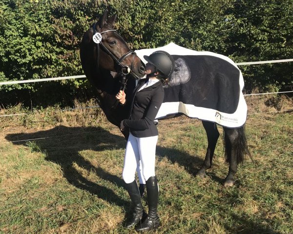 dressage horse Fine Rose 2 (Oldenburg, 2011, from Fürst Romancier)