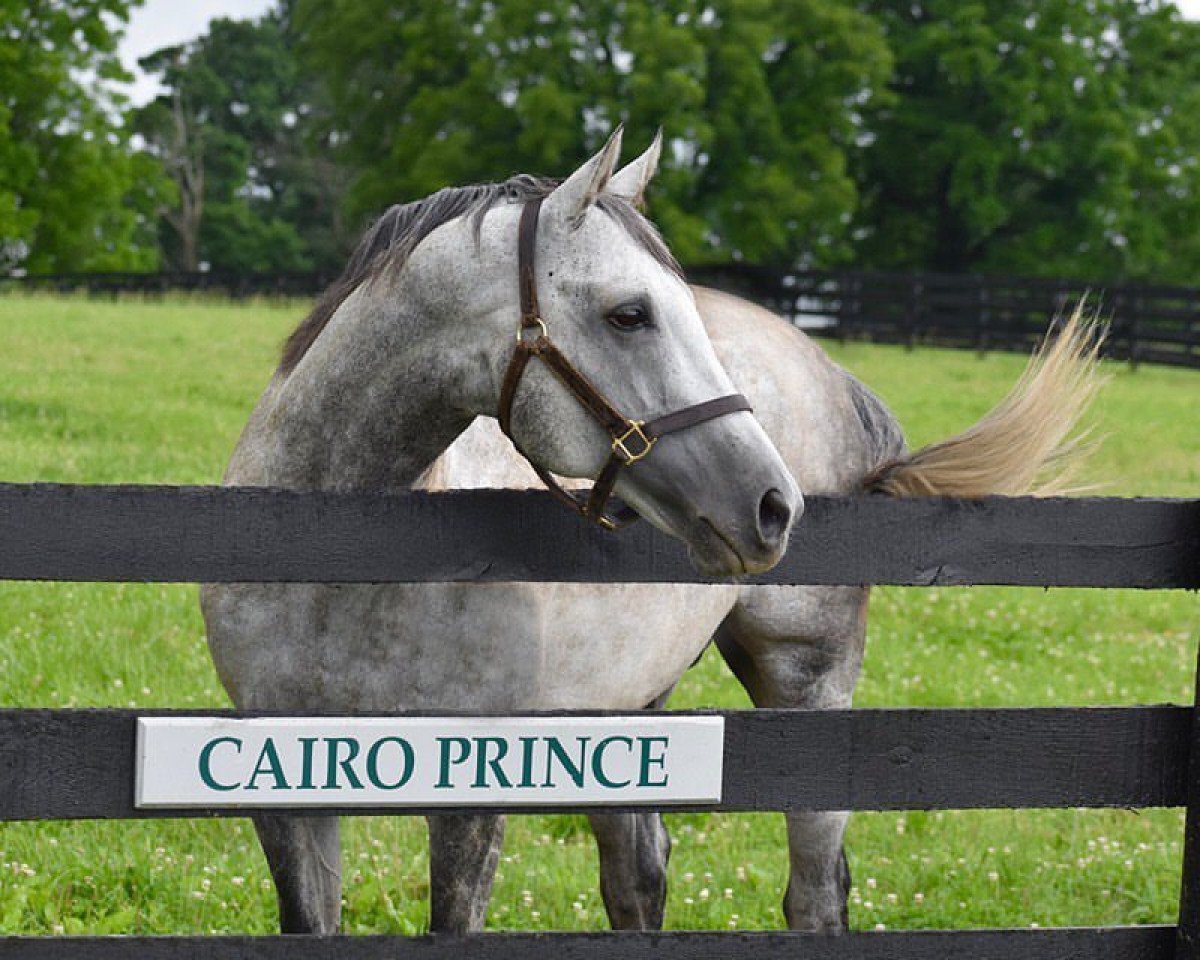 Stallone da monta Cairo Prince xx (Purosangue Inglese, 2011, di Pioneerof The Nile xx)