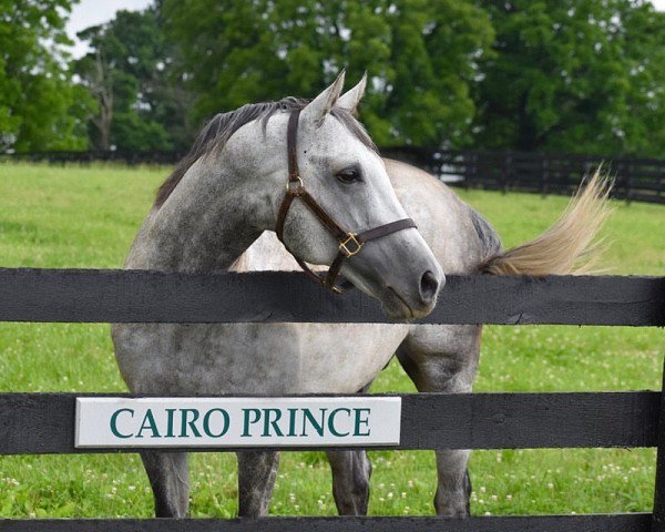 stallion Cairo Prince xx (Thoroughbred, 2011, from Pioneerof The Nile xx)