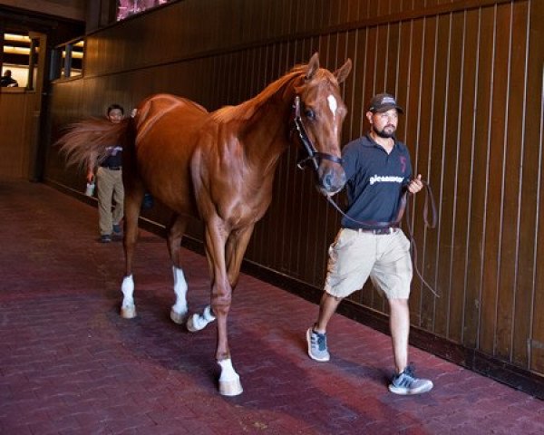horse Hengst von Curlin xx (Thoroughbred, 2018, from Curlin xx) horse Hengst von Curlin xx (Thoroughbred, 2018, from Curlin xx)