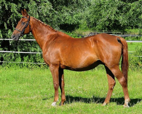 broodmare Golden Dream 45 (Hanoverian, 1994, from Goldfasan)