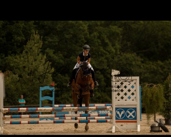 jumper Amber of Adventure (Zweibrücken, 2012, from Qui Lago)