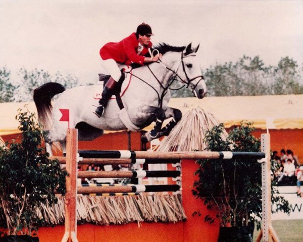 stallion Aerobic (Hanoverian, 1979, from Alme)