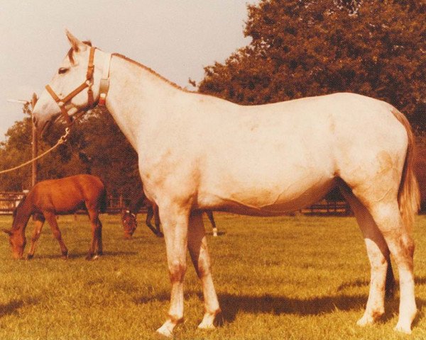 broodmare Goldine (Hanoverian, 1971, from Gotthard)
