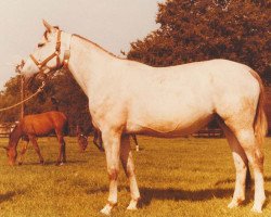 broodmare Goldine (Hanoverian, 1971, from Gotthard)