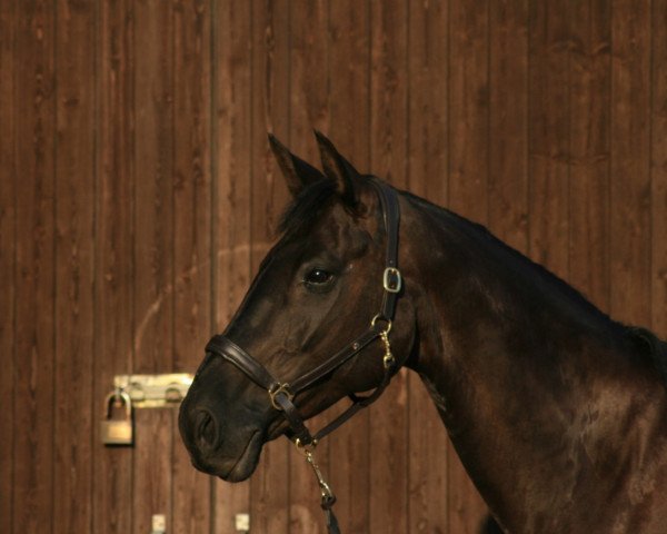 broodmare Heaven's Mystic Angel (Rhinelander, 2009, from Hoftanz)