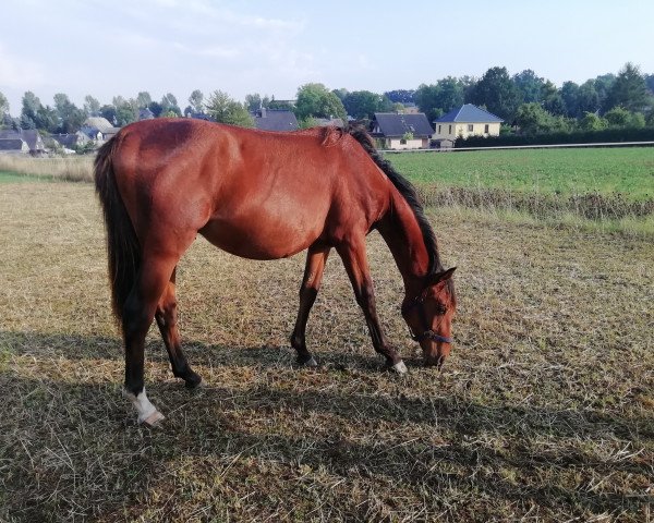 Pferd SCR Samurai (Deutsches Reitpferd, 2018, von Spezial Color R)