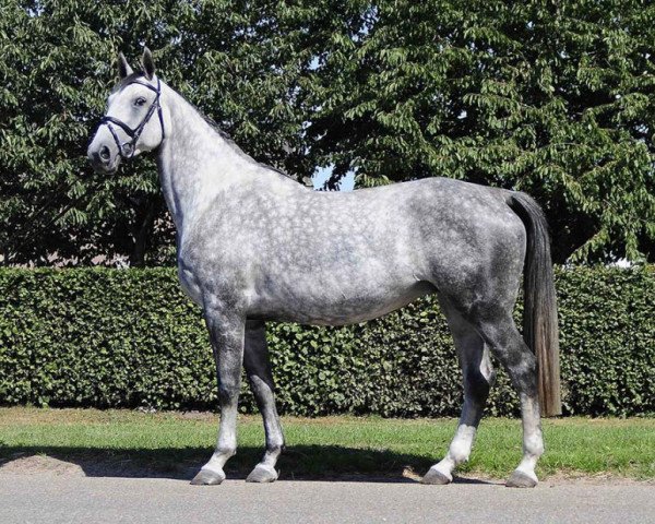 broodmare Annatou Z (Zangersheide riding horse, 2001, from Artos Z)