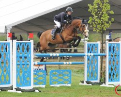 broodmare Quasy Adelheid Z (Zangersheide riding horse, 2007, from Quality Touch Z)