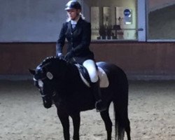 dressage horse Loverly Lady (German Riding Pony, 2012, from Popcorn WE)