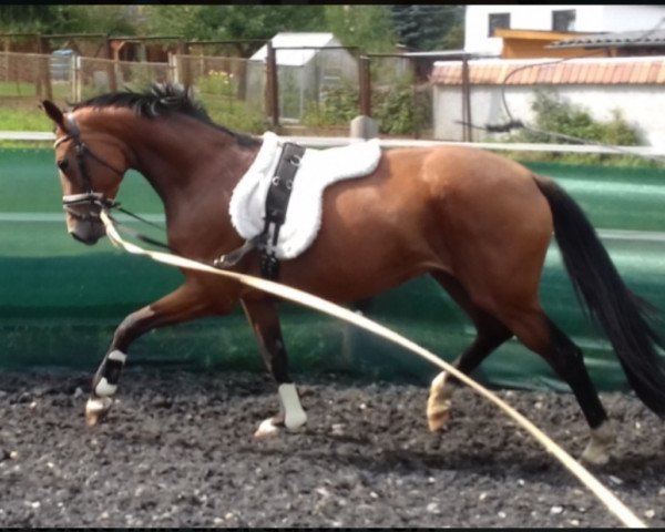 Pferd Ma Fleur (Deutsches Sportpferd, 2016, von Fred Astaire)