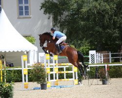 jumper Come Undone One (Oldenburg show jumper, 2012, from Chacco-Blue)