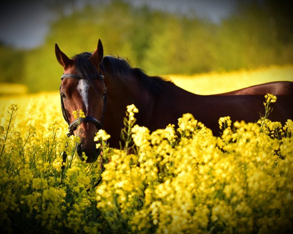 horse Principal vom Forsthof (German Riding Pony, 2008, from FS Pearcy Pearson)