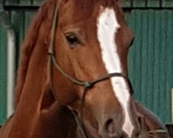 dressage horse Quintana 95 (Oldenburg, 2013, from Quotenkoenig 2)