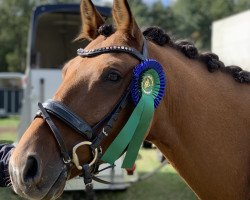 dressage horse Dante 141 (German Riding Pony, 2013, from FS Don't Worry)