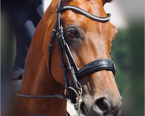 dressage horse First Choice 24 (Hanoverian, 2010, from Fürst Nymphenburg)
