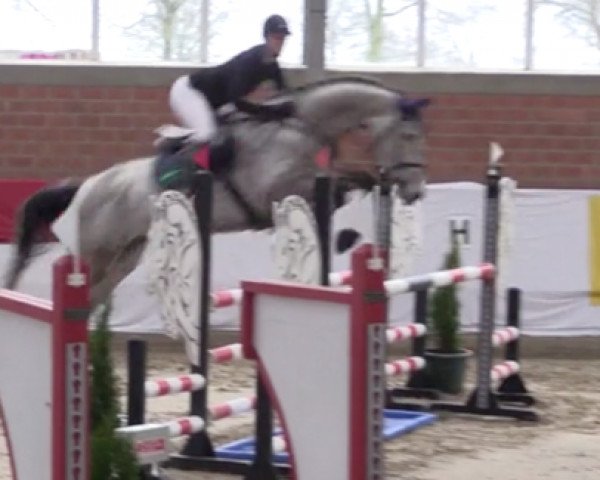 jumper Caspian GD (Oldenburg show jumper, 2014, from Comme il Faut)