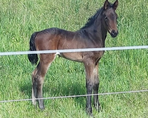 Springpferd Flying Shadow 19 (Oldenburger, 2019, von Floris Prince)