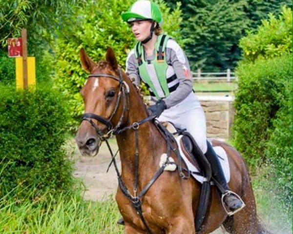 broodmare Fee-Belle BE (Westphalian, 2009, from Beltoni)