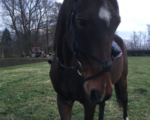 horse Pluto 29 (Noble Warmblood, 1996, from Panchero AA)