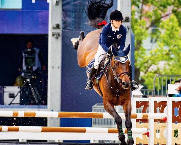 jumper Inca Boy van T Vianahof (Belgian Warmblood, 2008, from Diamant de Semilly)