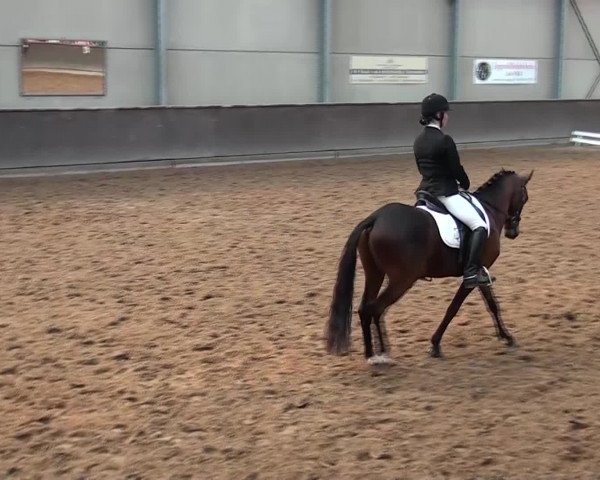 Reit- und Springturnier Jülich 2016