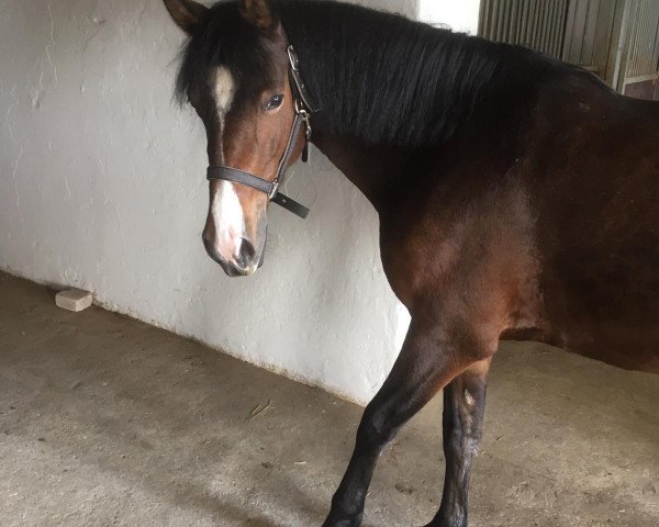 dressage horse Queeny 96 (German Riding Pony, 2012, from Dankeschön)