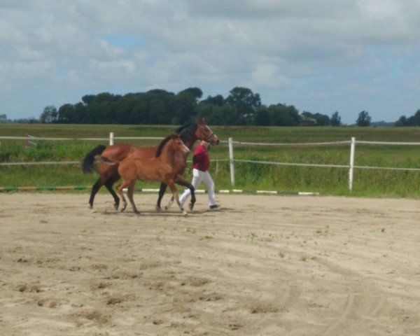 horse Stute von Amber / Quintero (Holsteiner, 2019, from Amber 119)
