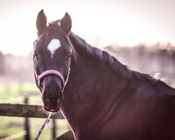horse Wischhoffs Emma (German Riding Pony, 2014, from Reitland's Du oder Keiner)
